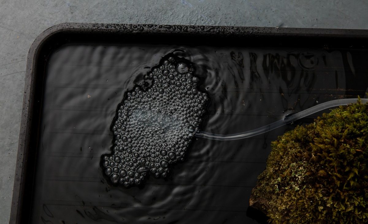 Birds eye view of water and a mound of moss in a shallow tray, there is a cluster of bubbles coming from a frosted pipe submerged in the water